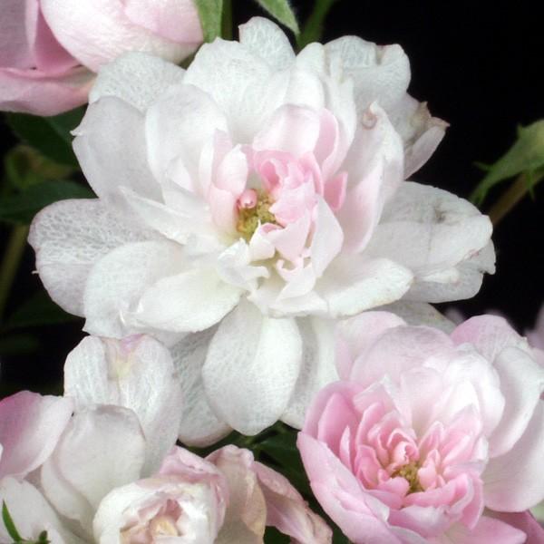 商品発送元：山野草 苔玉  茶花 販売 通販 やまおか碧山苑フラワー・ガーデニング、ガーデニング、苗物、花極姫バラ（ゴクヒメバラ）【山野草】　６cmポット苗。淡い桃色の八重極小輪四季咲種。一般のバラよりも小型のミニバラです。苗の高さは１５c...