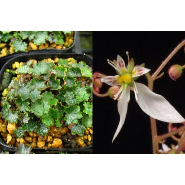 商品発送元：山野草 苔玉  茶花 販売 通販 やまおか碧山苑フラワー・ガーデニング、ガーデニング、苗物、花極姫雪ノ下 ゴクヒメユキノシタ 山野草６〜７.５ｃｍポット苗寄せ植えしやすい大きさです。盆栽の添草にも人気です。