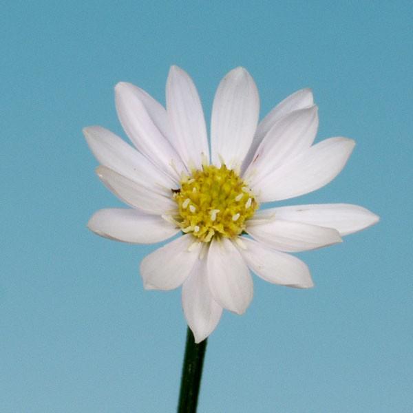 商品発送元：山野草 苔玉  茶花 販売 通販 やまおか碧山苑フラワー・ガーデニング、ガーデニング、苗物、花原種ミヤコワスレ【山野草】　別名　ミヤマヨメナその他のミヤコワスレはこちら