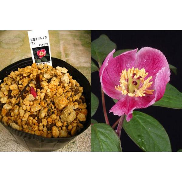 商品発送元：山野草 苔玉  茶花 販売 通販 やまおか碧山苑フラワー・ガーデニング、ガーデニング、苗物、花紅花ヤマシャクヤク（アカバナヤマシャクヤク）【山野草】紅剣　栽培容易　開花予定株　１芽入りポット苗です。例年ですと開花は５月位です9月...