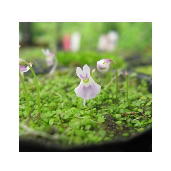 商品発送元：山野草 苔玉  茶花 販売 通販 やまおか碧山苑フラワー・ガーデニング、ガーデニング、苗物、花青花ウサギゴケ【山野草・食虫植物・マジカルプランツ】　６cmポット苗。ウサギゴケの青色です。（紫が濃い）ウサギゴケよりも顔の下の部分が...