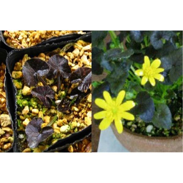 商品発送元：山野草 苔玉  茶花 販売 通販 やまおか碧山苑フラワー・ガーデニング、フラワー、鉢花、その他紫葉姫リュウキンカ（ムラサキバヒメリュウキンカ）【山野草】紫の葉と黄花のコントラストが新鮮