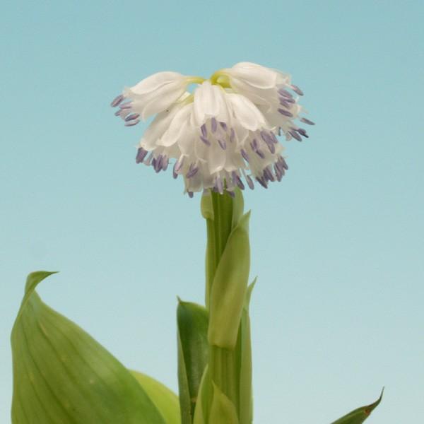 商品発送元：山野草 苔玉  茶花 販売 通販 やまおか碧山苑フラワー・ガーデニング、フラワー、鉢花、その他オオシロショウジョウバカマ【山野草】 沖縄地方の固有種