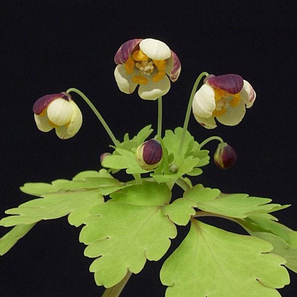 商品発送元：山野草 苔玉  茶花 販売 通販 やまおか碧山苑フラワー・ガーデニング、ガーデニング、苗物、花アズマシロカネソウ 東白銀草 山野草薄黄色に茶が入る可愛い早春の花。