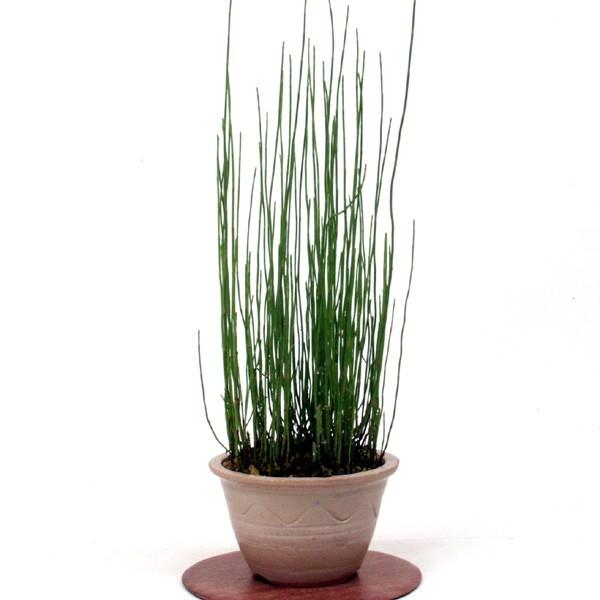 商品発送元：山野草 苔玉  茶花 販売 通販 やまおか碧山苑フラワー・ガーデニング、ガーデニング、苗物、花ミズトクサ　ミズドクサ【山野草】　写真の鉢は商品には含まれません、持ち込み栽培の一例です。お届けは9cmビニールポット苗です。夏緑性で...