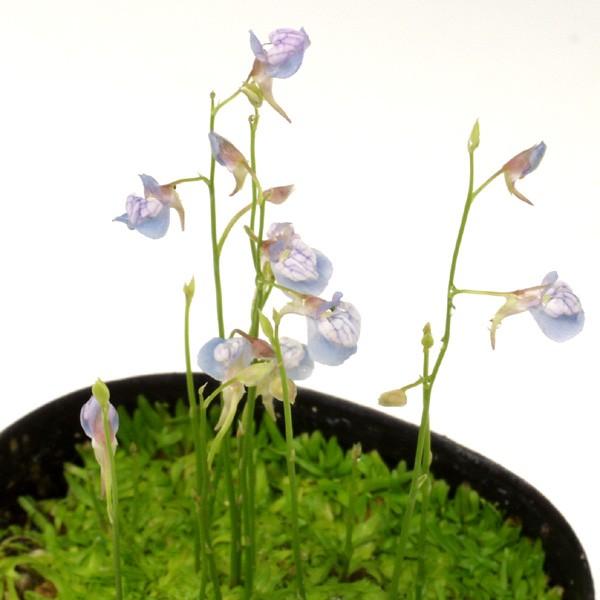商品発送元：山野草 苔玉  茶花 販売 通販 やまおか碧山苑フラワー・ガーデニング、ガーデニング、苗物、花青花ミミカキグサ U.graminifolia 食虫植物 マジカルプランツ　食虫植物、肥料を与えなくてもどんどん成長します。ウサギゴケ...
