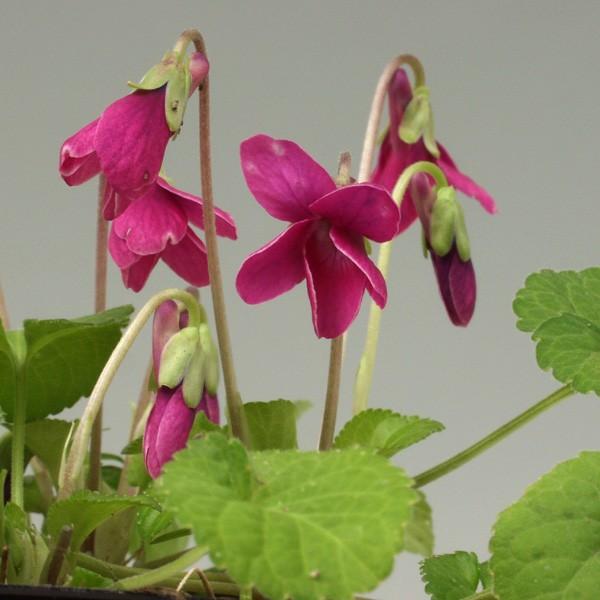 商品発送元：山野草 苔玉  茶花 販売 通販 やまおか碧山苑フラワー・ガーデニング、ガーデニング、苗物、花※令和5年度の開花は終了しました。赤花ニオイスミレ 【山野草】V.オドラータ　赤桃色花。一鉢で部屋中甘いにおいがいっぱい その他のスミ...