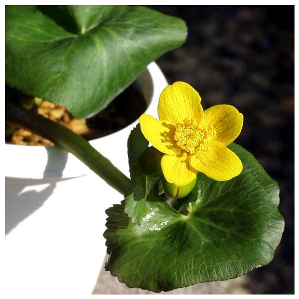 商品発送元：山野草 苔玉  茶花 販売 通販 やまおか碧山苑フラワー・ガーデニング、ガーデニング、苗物、花エンコウソウ【山野草】リュウキンカの花茎が倒れて伸び節から芽を出すタイプ・茶花