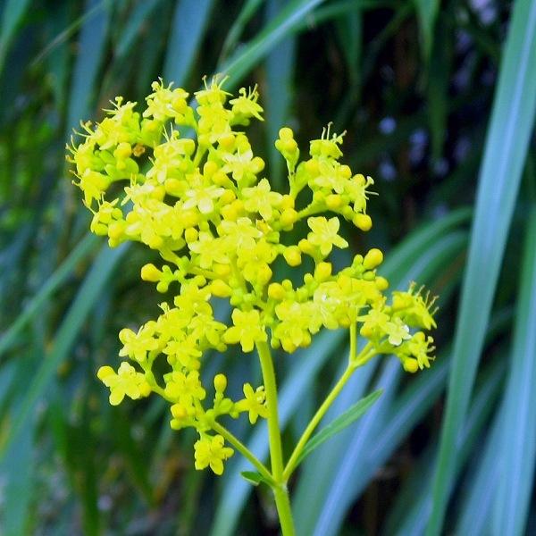 商品発送元：山野草 苔玉  茶花 販売 通販 やまおか碧山苑フラワー・ガーデニング、ガーデニング、苗物、花オミナエシ 野生 中型種 山野草 秋の七草日本のオミナエシです園芸種に比べ花が少し広がります写真2枚目以降は2024年8月中旬の見本株...