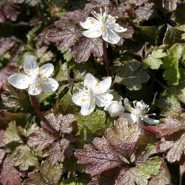 商品発送元：山野草 苔玉  茶花 販売 通販 やまおか碧山苑フラワー・ガーデニング、ガーデニング、苗物、花バイカオウレン【山野草】7．5cmポット苗写真２枚目以降が３月中旬以降の様子です種になっています白花一重梅花型の花を早春に咲かせる。平...