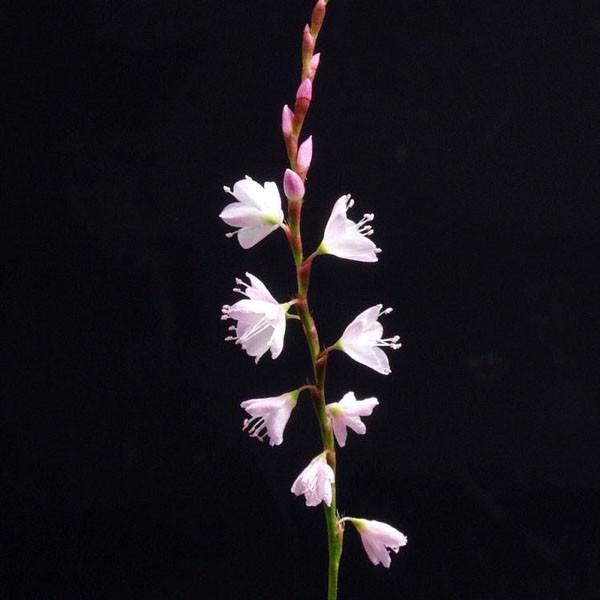 商品発送元：山野草 苔玉  茶花 販売 通販 やまおか碧山苑フラワー・ガーデニング、ガーデニング、苗物、花サクラタデ【山野草】 秋の湿地でほんのりと桜色に染まる花は、風情があります。