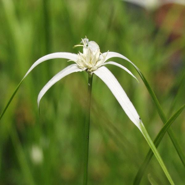 商品発送元：山野草 苔玉  茶花 販売 通販 やまおか碧山苑フラワー・ガーデニング、ガーデニング、苗物、花シラサギカヤツリ 山野草晩秋まで美しい白花を咲かせつづける庭植えや寄植に使える多年草ビオトープやメダカの日陰にも使えます7.5ｃｍポット苗