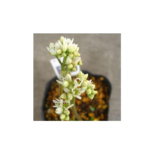 商品発送元：山野草 苔玉  茶花 販売 通販 やまおか碧山苑フラワー・ガーデニング、ガーデニング、苗物、花タンチョウソウ 丹頂草 黄金葉 山野草ユキノシタ科の多年草切れ込みの入った葉が特徴でヤツデに似ていることから　別名　岩ヤツデともいわれ...