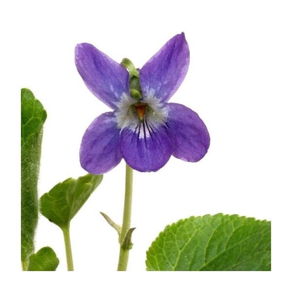 商品発送元：山野草 苔玉  茶花 販売 通販 やまおか碧山苑フラワー・ガーデニング、ガーデニング、苗物、花ニオイスミレ【山野草】V.オドラータ　濃紫花。一鉢で部屋中甘いにおいがいっぱい その他のスミレ・菫はこちら