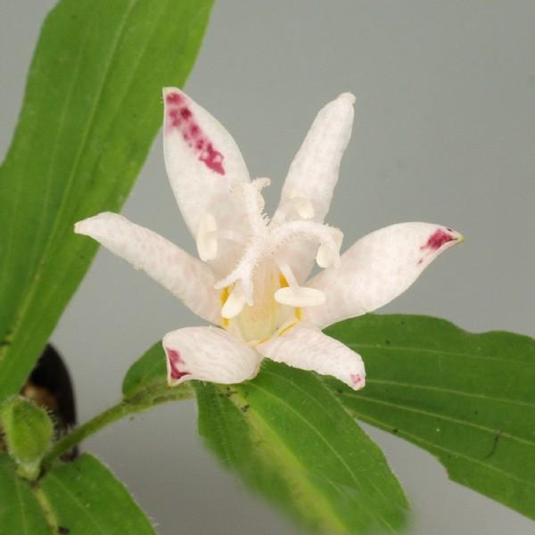 商品発送元：山野草 苔玉  茶花 販売 通販 やまおか碧山苑フラワー・ガーデニング、ガーデニング、苗物、花ホトトギス妖精 山野草 茶花白花で花の先にピンクの色が付きかわいらしい印象のホトトギスです株の状況によりピンクの出方が変わることもあり...