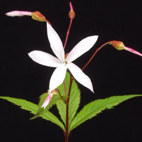 商品発送元：山野草 苔玉  茶花 販売 通販 やまおか碧山苑フラワー・ガーデニング、ガーデニング、苗物、花ミツバシモツケ 茶花 山野草白い蝶が飛んでいるような特徴のある細い五弁の花。丈夫。茶花