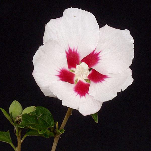 商品発送元：山野草 苔玉  茶花 販売 通販 やまおか碧山苑フラワー・ガーデニング、ガーデニング、苗物、花ムクゲ 宗旦 木槿茶花 和風 庭植え 多年草 山野草茶花有名種、小輪白花底紅の清楚な花。茶花。写真2枚目以降は　2024年3月17日現...