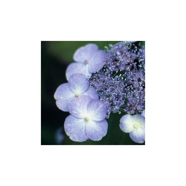 商品発送元：山野草 苔玉  茶花 販売 通販 やまおか碧山苑フラワー・ガーデニング、ガーデニング、苗物、花甘茶 アマチャ 茶花  山野草　　９&amp;#12316;10.5cmポット苗茶花によく使われる　庭植えに向く２０２５年開花予定株 ...