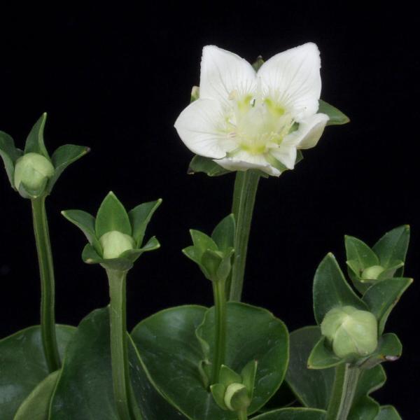 商品発送元：山野草 苔玉  茶花 販売 通販 やまおか碧山苑フラワー・ガーデニング、ガーデニング、苗物、花神津ウメバチソウ:神津梅鉢草【山野草】小型のウメバチソウ。9月現在　開花始まりです2枚目以降は9月11日現在の見本株の様子です