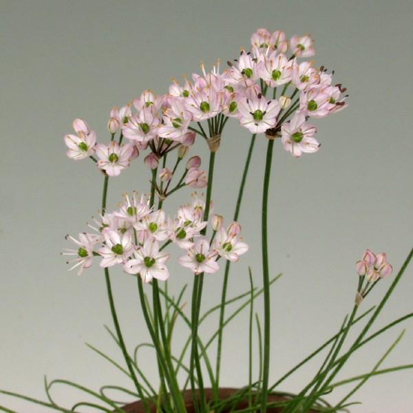 商品発送元：山野草 苔玉  茶花 販売 通販 やまおか碧山苑フラワー・ガーデニング、ガーデニング、苗物、花西表イトラッキョ【山野草】稀少種　淡いピンクの花は可憐。