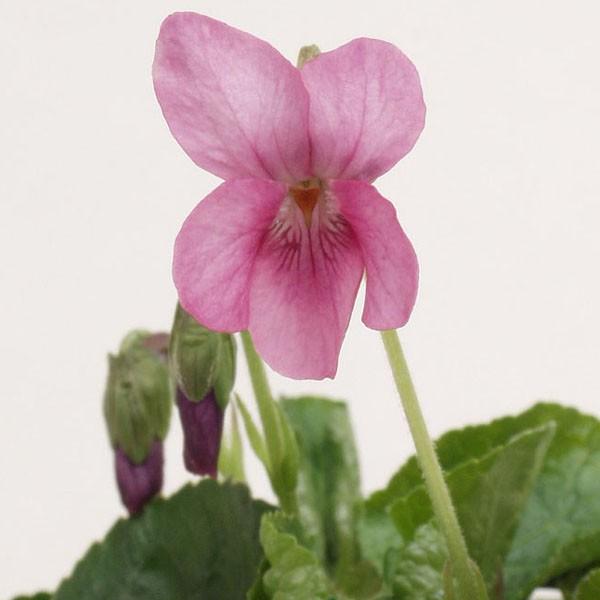 商品発送元：山野草 苔玉  茶花 販売 通販 やまおか碧山苑フラワー・ガーデニング、ガーデニング、苗物、花桃色ニオイスミレ【山野草】V.オドラータ　桃色花。一鉢で部屋中甘いにおいがいっぱい その他のスミレ・菫はこちら