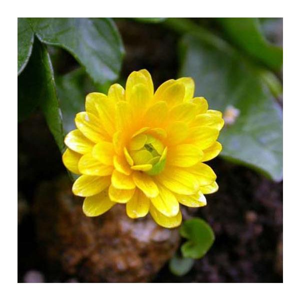 商品発送元：山野草 苔玉  茶花 販売 通販 やまおか碧山苑フラワー・ガーデニング、ガーデニング、苗物、花八重姫リュウキンカ【山野草】黄八重遅咲き