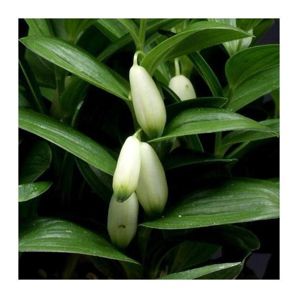 商品発送元：山野草 苔玉  茶花 販売 通販 やまおか碧山苑フラワー・ガーデニング、ガーデニング、苗物、花姫イズイ【山野草】極小型でホウチャクソウのような花を咲かせる