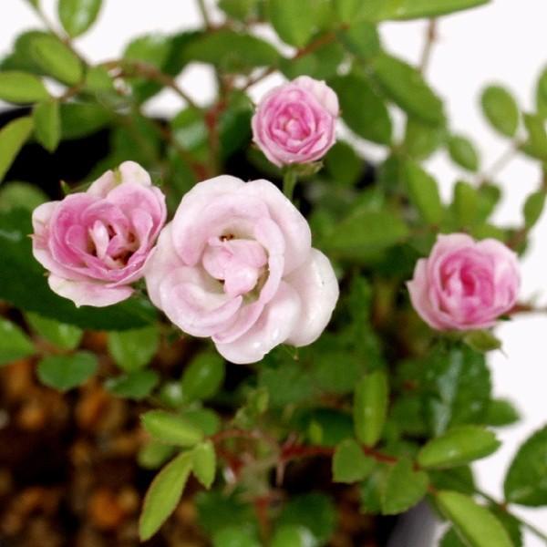 商品発送元：山野草 苔玉  茶花 販売 通販 やまおか碧山苑フラワー・ガーデニング、ガーデニング、苗物、花姫バラみさき【山野草,バラ盆栽の苗】桃色花極小輪・豆鉢などにも栽培される７．５〜９cmポット苗　　高さ　２０〜２５ｃｍ程度