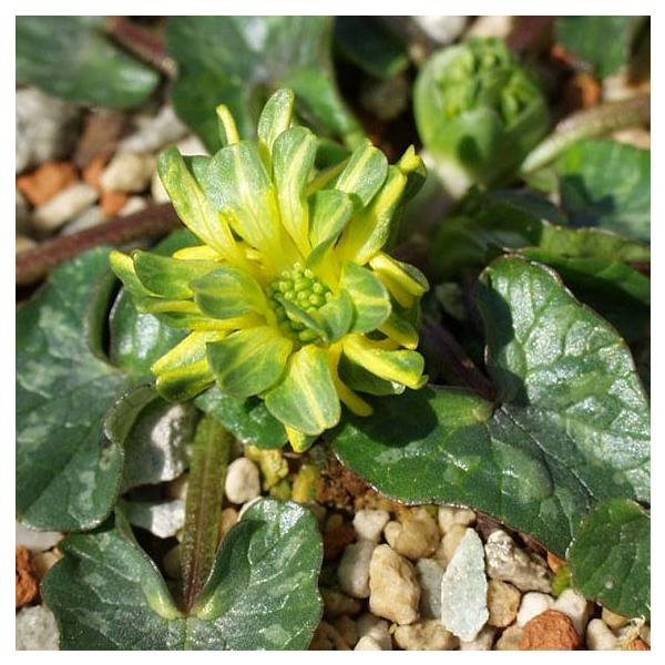 商品発送元：山野草 苔玉  茶花 販売 通販 やまおか碧山苑フラワー・ガーデニング、ガーデニング、苗物、花姫リュウキンカ・グリーンペタル　【山野草】小輪緑花八重