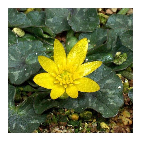 商品発送元：山野草 苔玉  茶花 販売 通販 やまおか碧山苑フラワー・ガーデニング、ガーデニング、苗物、花姫リュウキンカ・リトルソウゼイ　【山野草】黄金色小葉