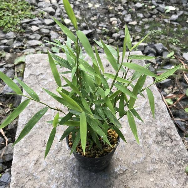 商品発送元：山野草 苔玉  茶花 販売 通販 やまおか碧山苑フラワー・ガーデニング、ガーデニング、苗物、花姫竹 盆栽 添草7.5cmポット苗高さ２０&amp;#12316;３０ｃｍ程度小型でカリヤスに似る盆栽添草写真後半は10月17日の見本...