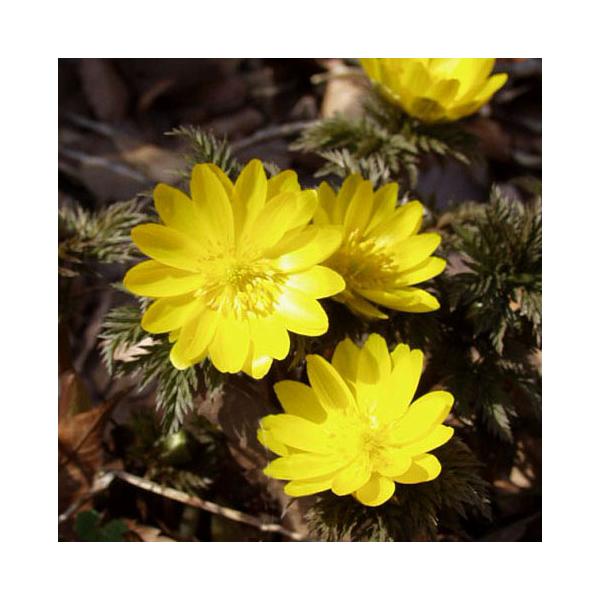 商品発送元：山野草 苔玉  茶花 販売 通販 やまおか碧山苑フラワー・ガーデニング、ガーデニング、苗物、花フクジュソウ 福寿草 山野草4芽入り 写真２枚目は２０２５年１２月７日現在の様子ですまだ雪が残る頃、黄色い大きな花を咲かせます管理温度...