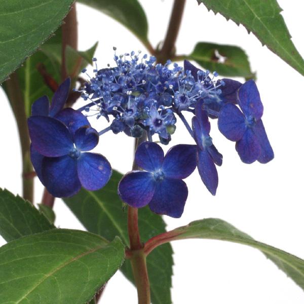 商品発送元：山野草 苔玉  茶花 販売 通販 やまおか碧山苑フラワー・ガーデニング、ガーデニング、苗物、花七変化 シチヘンゲ 山紫陽花 山アジサイ ヤマアジサイ 苗2024年の開花終わり2025年開花見込み株鮮やかな青色花で人気種　10．5...