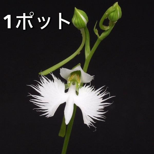 商品発送元：山野草 苔玉  茶花 販売 通販 やまおか碧山苑フラワー・ガーデニング、ガーデニング、苗物、花サギソウ 鷺草 青葉種 1球入りポット苗のお届けとなります鹿沼土と赤玉土で　状態の良い球根を　1ポットにつき1球ずつ植え付けております...