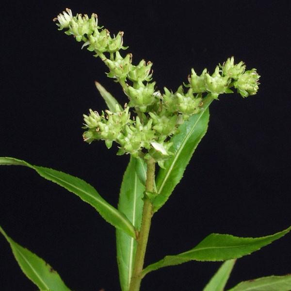 商品発送元：山野草 苔玉  茶花 販売 通販 やまおか碧山苑フラワー・ガーデニング、ガーデニング、苗物、花タコノアシ【山野草】紅葉が美しい水草