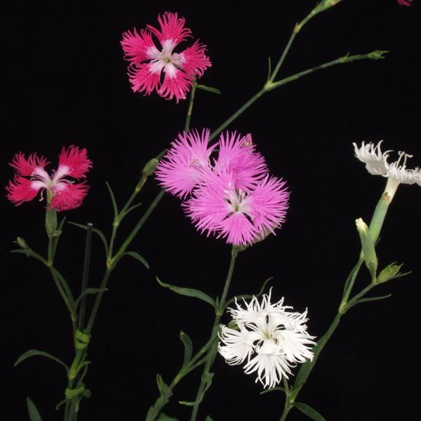 商品発送元：山野草 苔玉  茶花 販売 通販 やまおか碧山苑フラワー・ガーデニング、ガーデニング、苗物、花カワラナデシコ 河原撫子 茶花 山野草7.5から9ｃｍポット苗白・ピンク・赤の花の混合ですが、花色は咲くまでわかりません単色のみのこと...