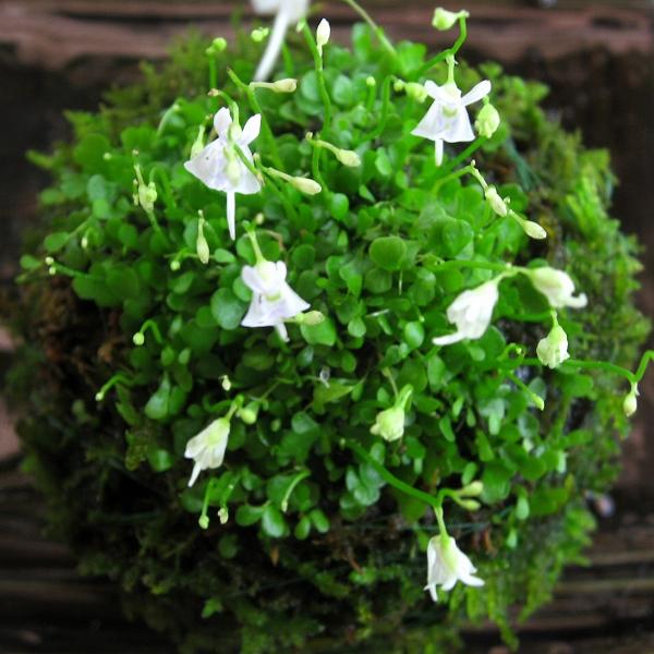 商品発送元：山野草 苔玉  茶花 販売 通販 やまおか碧山苑フラワー・ガーデニング、ガーデニング、苗物、花ウサギゴケ苔玉【食虫植物・マジカルプランツ】人気のウサギゴケを苔玉にしました苔玉にはハイゴケを使用しています。※写真のお皿は付属しませ...