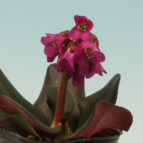 商品発送元：山野草 苔玉  茶花 販売 通販 やまおか碧山苑フラワー・ガーデニング、ガーデニング、苗物、花赤花ヒマラヤユキノシタ【山野草】普通のヒマラヤユキノシタより濃い赤色の花を咲かせる