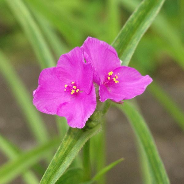 商品発送元：山野草 苔玉  茶花 販売 通販 やまおか碧山苑フラワー・ガーデニング、ガーデニング、苗物、花桃色姫ツユクサ【山野草】通常のツユクサよりも草丈短く花を咲かせる