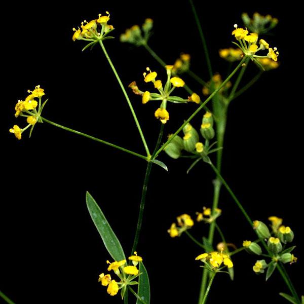 商品発送元：山野草 苔玉  茶花 販売 通販 やまおか碧山苑フラワー・ガーデニング、ガーデニング、苗物、花ミシマサイコ　山野草黄色の小花は秋にイトススキと寄せ植えすると映える写真2枚目以降は　2024年7月の見本株の様子です高さ約70〜80cm