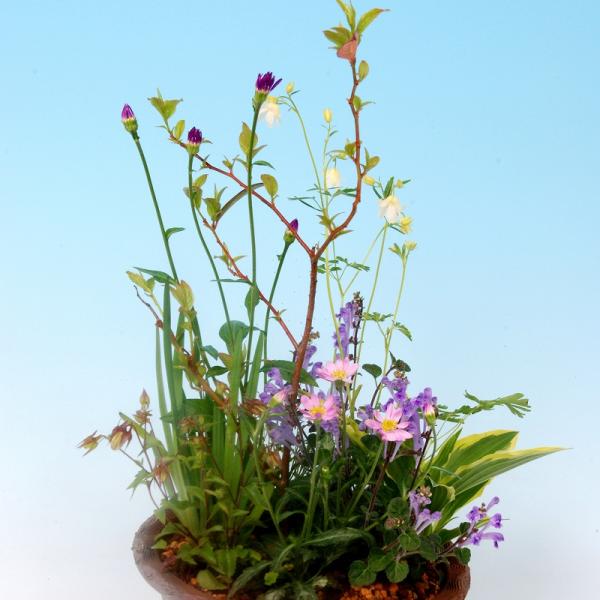 季節の山野草寄せ植えで贈る自然の彩り