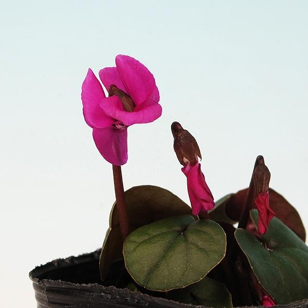 商品発送元：山野草 苔玉  茶花 販売 通販 やまおか碧山苑フラワー・ガーデニング、ガーデニング、苗物、花原種シクラメン　赤系　シクラメンコーム　青葉　【山野草】大特価７.５cmポット苗シクラメンコームの青葉種冬に咲く種類です葉に薄い柄が入...