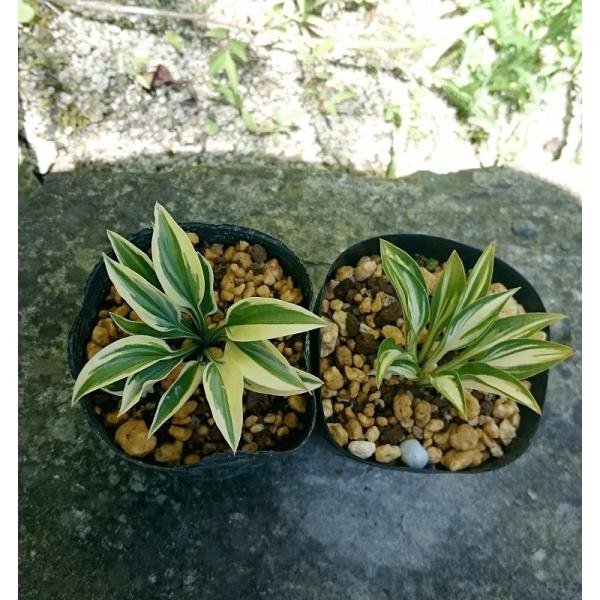 商品発送元：山野草 苔玉  茶花 販売 通販 やまおか碧山苑フラワー・ガーデニング、ガーデニング、苗物、花乙女ギボウシ日光ユリ科の多年草です。小型で葉に斑が入ります日光 1ポット 月光 1ポットの ２ポットのセット販売です斑の入り方が月光と...