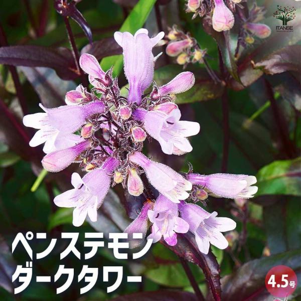 確認用ペンステモン ダークタワーズ しっかり株 大苗■Ｎｏ．１■ Ｎｏ．３ itempost_1-itanse-10506