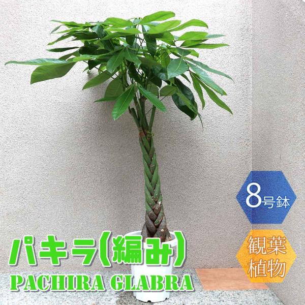パキラ。大型。鉢付き 観葉植物 パキラ 8号 おしゃれ 大型 お祝い 鉢カバー付き