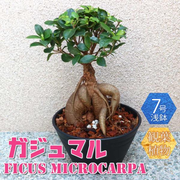 ガジュマル【中型 観葉植物 7号浅鉢／1個】 : shopooo by GMO - 通販