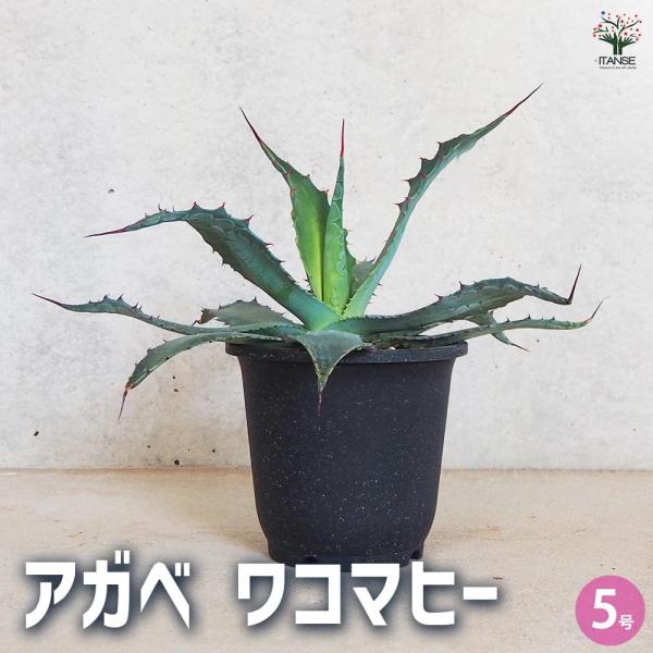アガベ　大株　長葉ワコマヒー　強刺　耐寒性有！ アガベ・ワコマヒー ｜Agave wocomahi | DESERT INC.