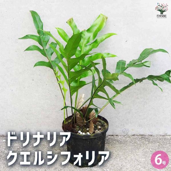 ドリナリア クエルシフォリア 【観葉植物 6号鉢／1個売り】 : shopooo