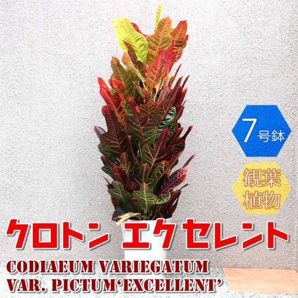 珍品 クロトン クロトン エクセレント【中型 観葉植物 7号鉢／1個】 : shopooo by GMO