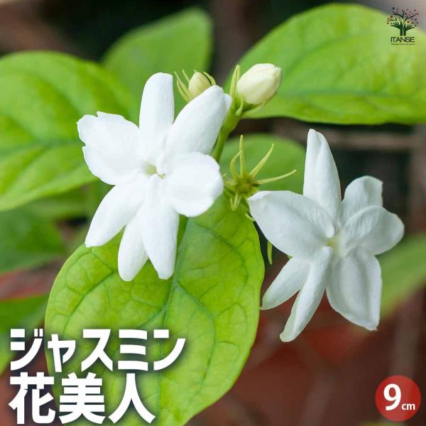 ジャスミン 花美人 【花木苗 9cmポット／お買い得2個セット